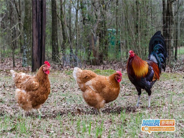 笨鸡养殖加盟门店