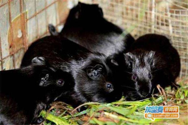 康腾9号黑豚鼠养殖加盟