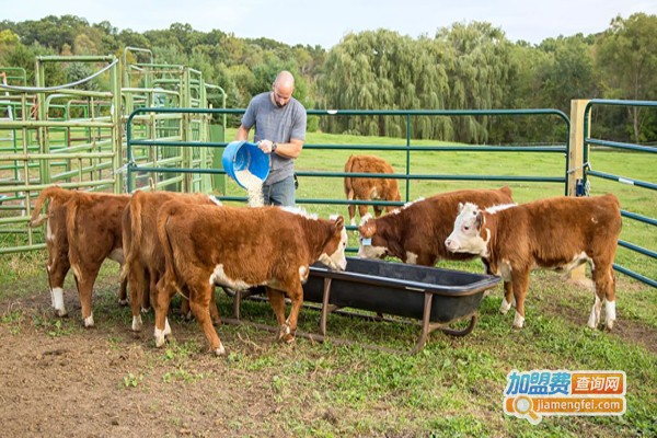 鲁西黄牛养殖加盟费