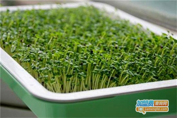 北高重科豆芽机加盟门店