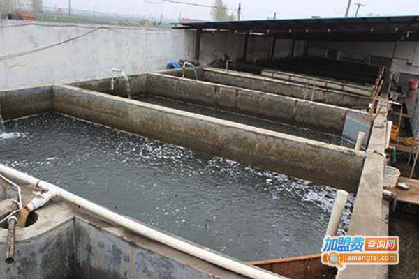 胜农10号泥鳅养殖加盟