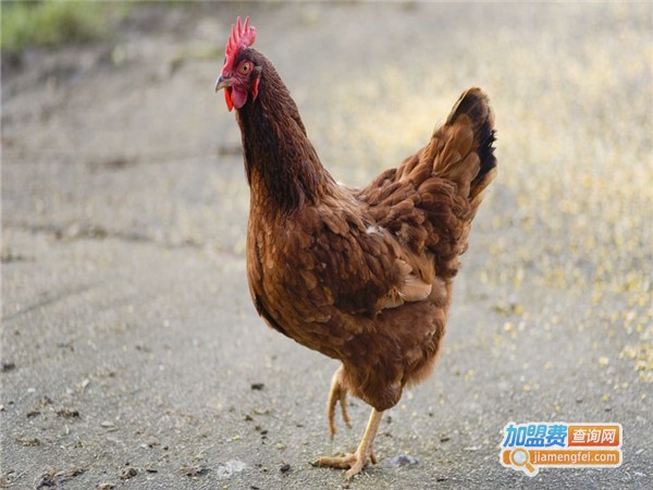 笨鸡养殖加盟门店