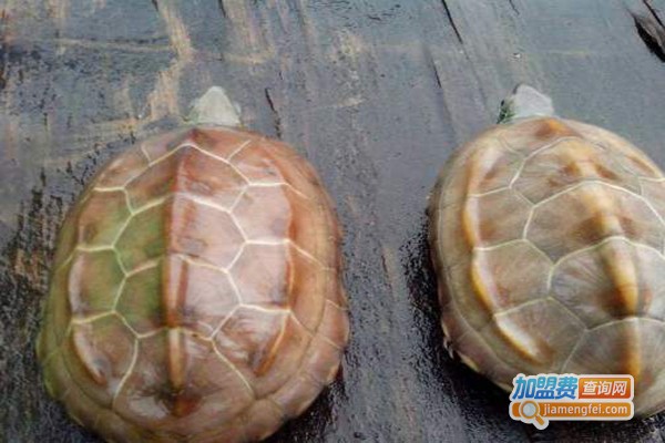 中华草龟养殖加盟门店