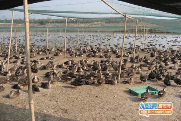 斑嘴鸭养殖加盟