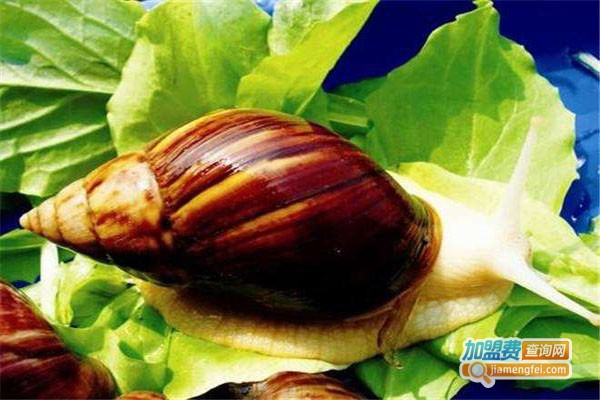 田富丰蜗牛养殖加盟费