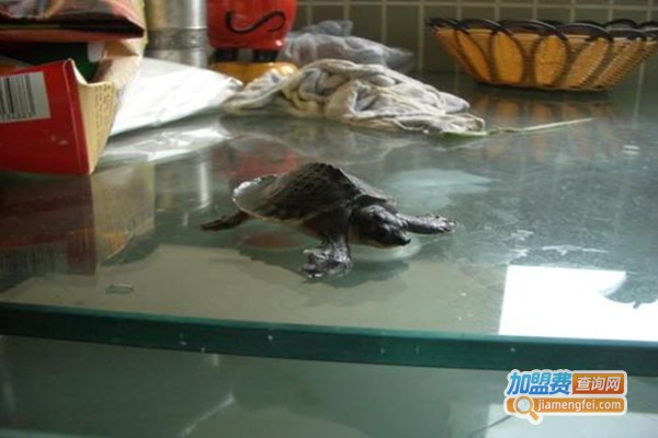 猪鼻龟养殖加盟门店