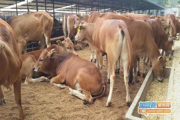 鲁西黄牛养殖加盟费