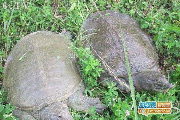 康托尔巨鳖养殖加盟门店