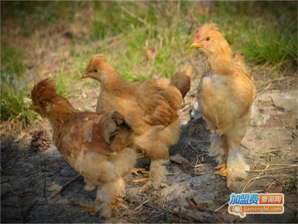 九斤黄鸡养殖加盟门店