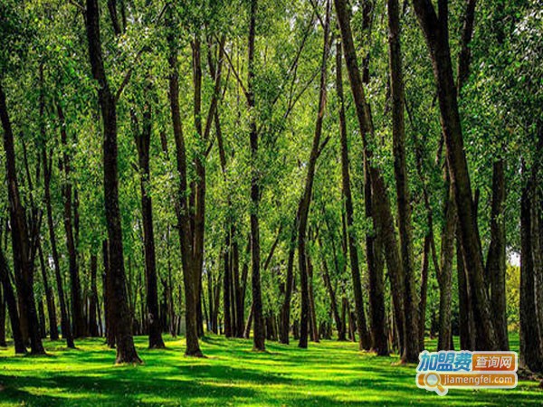 森林家负离子壁纸加盟费