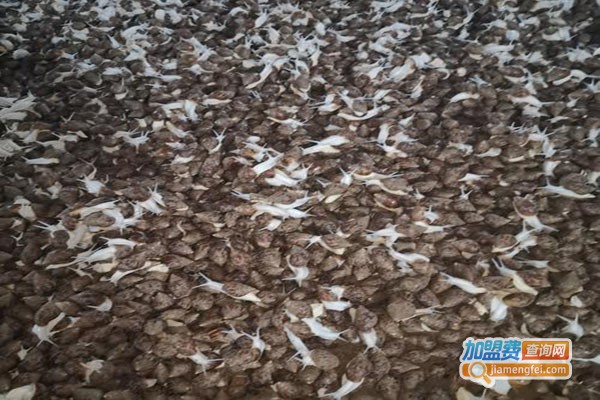 云耕时代蜗牛养殖加盟