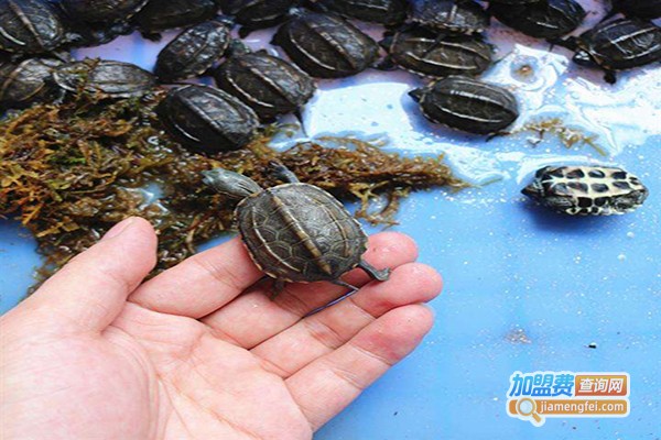 中华草龟养殖加盟门店