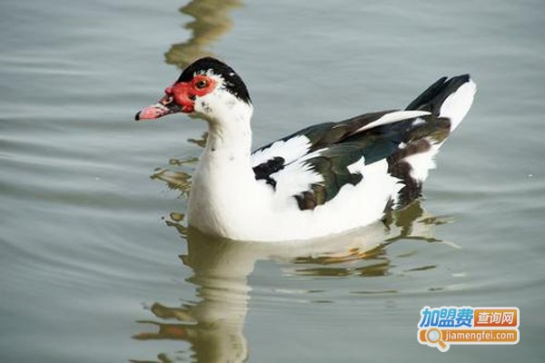 鸳鸯鸭养殖加盟