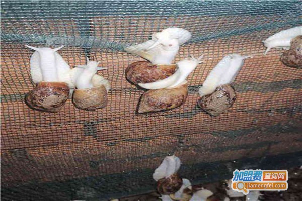 云耕时代蜗牛养殖加盟