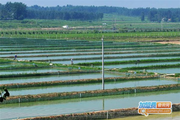 喜蛙蛙蜗牛养殖加盟费