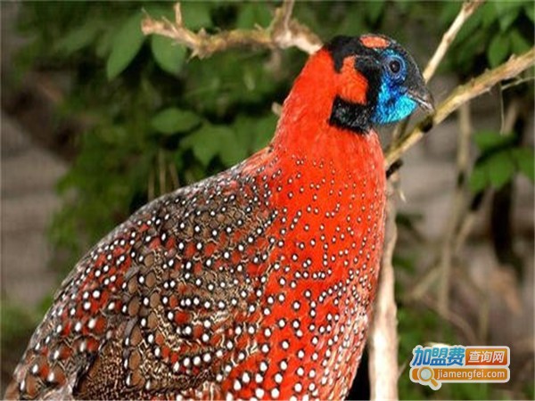 良凤花鸡养殖加盟门店