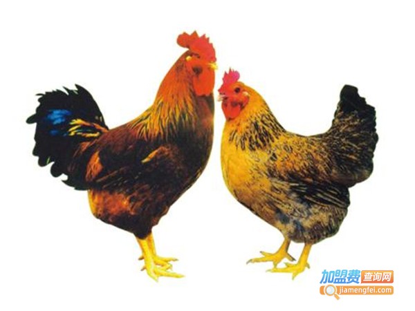 良凤花鸡养殖加盟门店