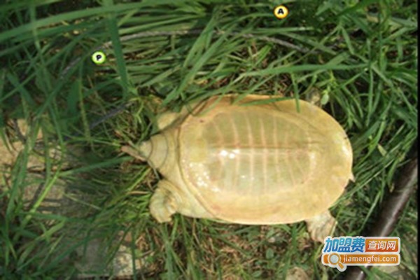 黄沙鳖养殖加盟门店