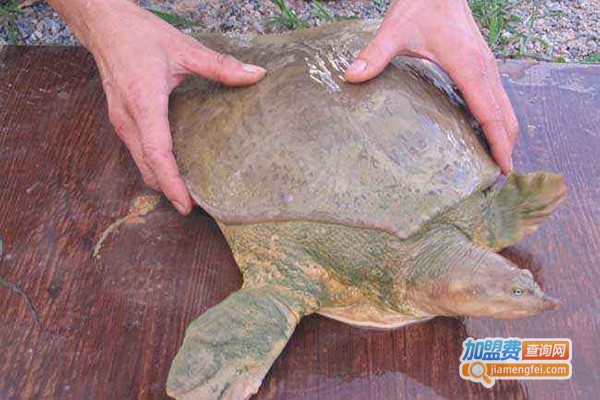 山瑞鳖养殖加盟门店