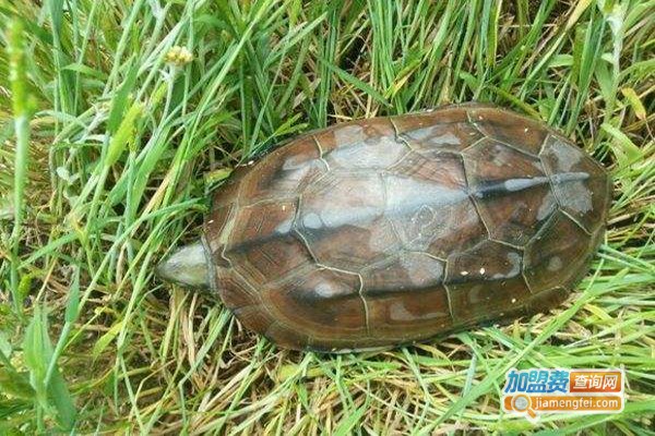 中华草龟养殖加盟门店