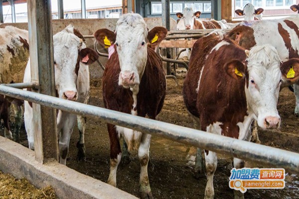 鲁西黄牛养殖加盟费