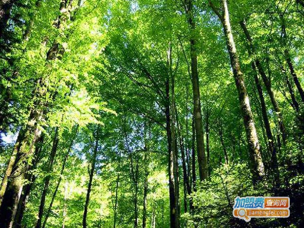 森林家负离子壁纸加盟费