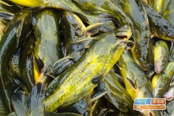 溢恒达黄颡鱼养殖