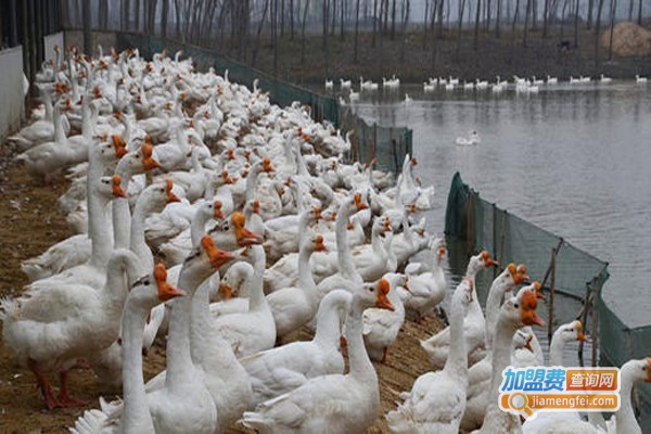 白鹅养殖加盟费