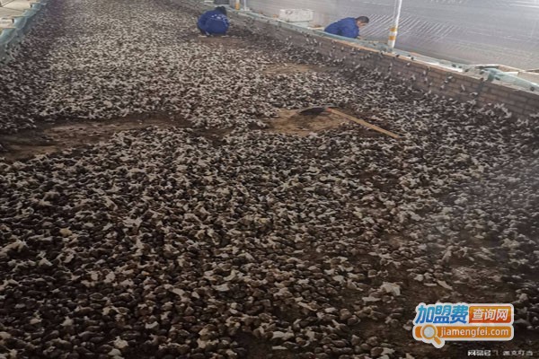 云耕时代蜗牛养殖加盟