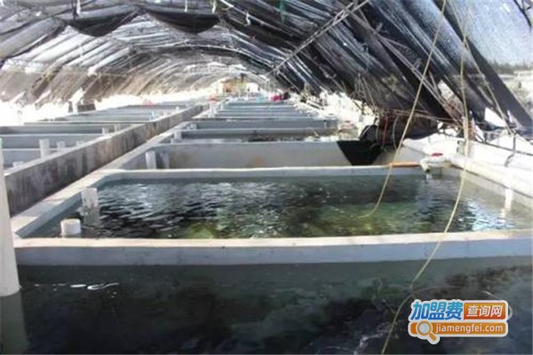 云纹石斑鱼养殖