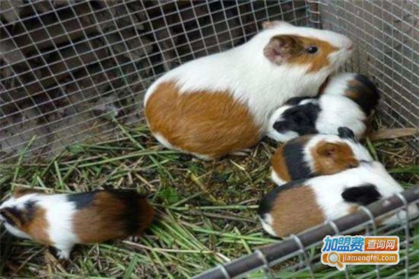 嘉腾9号豚狸养殖加盟费