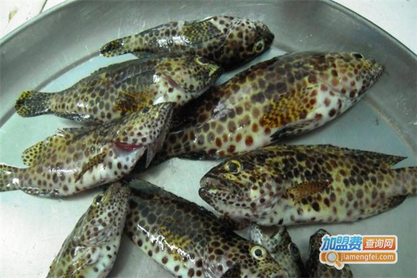 斜带石斑鱼养殖加盟费