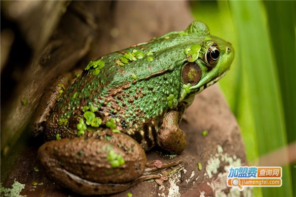 优道黑斑蛙养殖加盟费