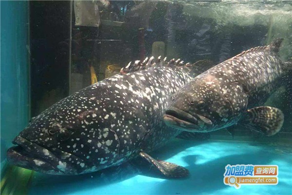 云纹石斑鱼养殖