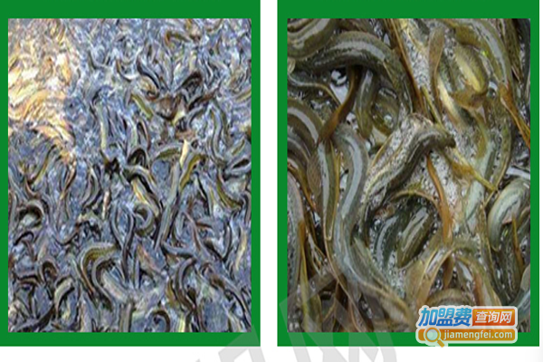 蛙食界泥鳅养殖加盟费