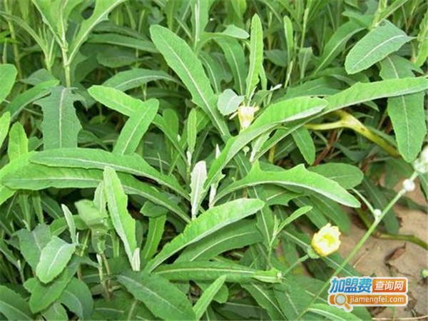 云南绿生中草药加盟门店