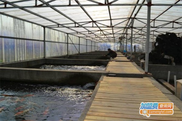 半亩田青蛙养殖