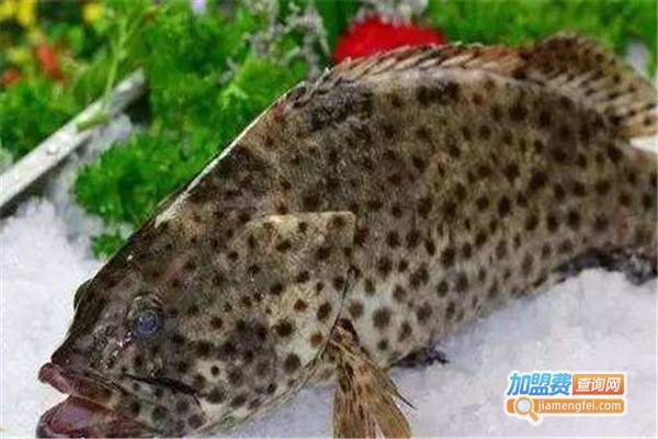 青石斑鱼养殖加盟费