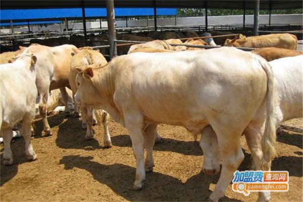 夏洛莱牛养殖加盟费