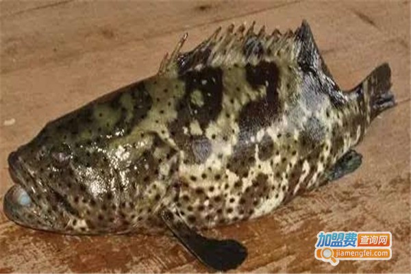 青石斑鱼养殖加盟费