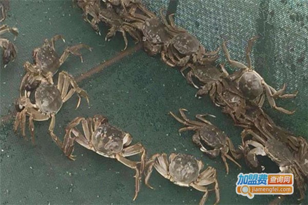 芷寮蟹养殖加盟