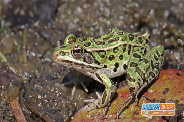 优道黑斑蛙养殖加盟费