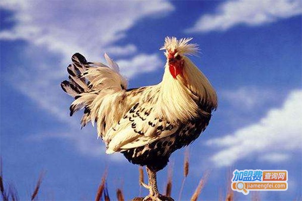 趣凡多彩鸡加盟费