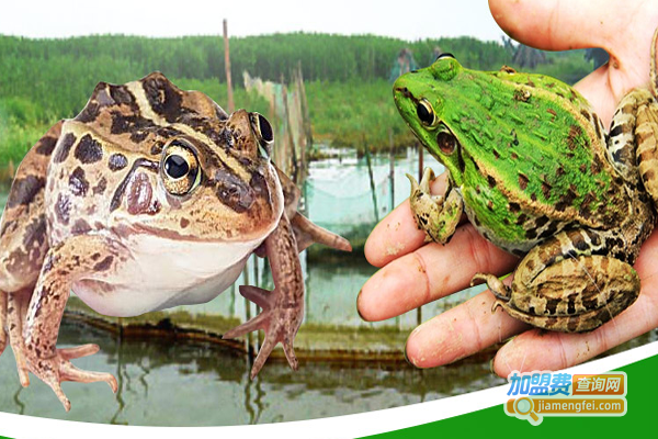 隆宜十号青蛙养殖加盟费