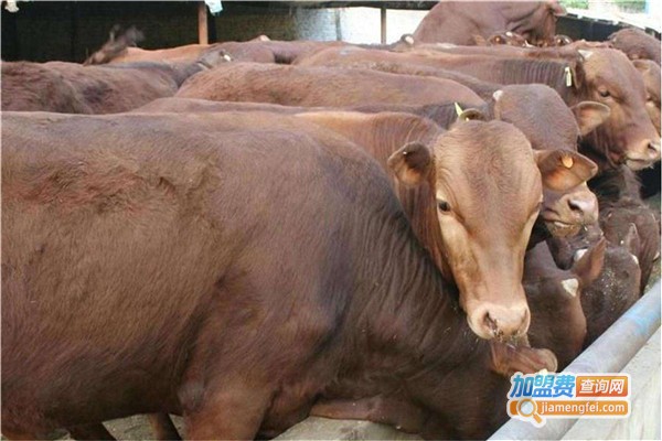 利木赞牛养殖加盟费