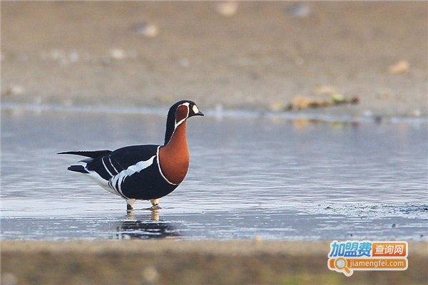 红胸黑雁养殖加盟费