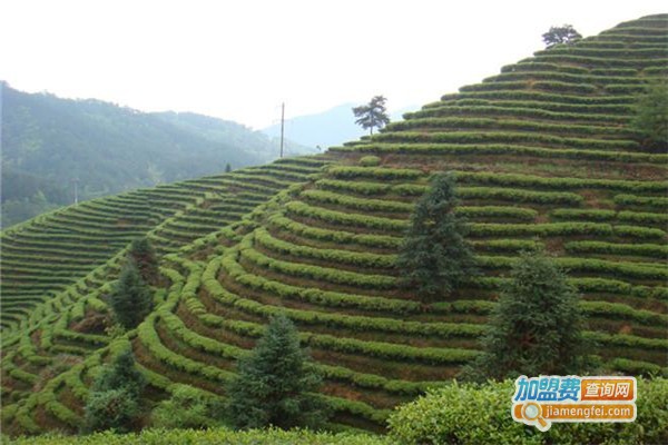 玉茗天下茶业加盟费