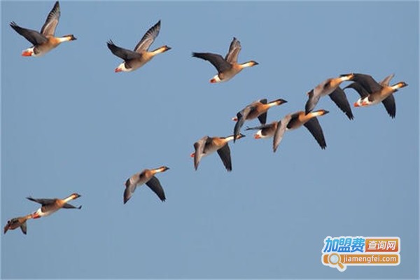 红胸黑雁养殖加盟费