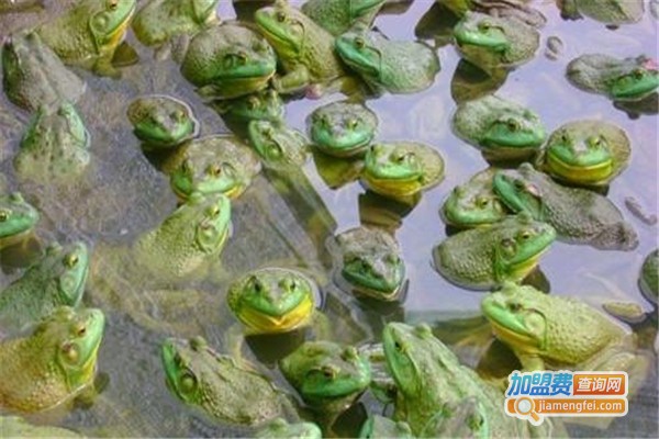 潜江百龙青蛙养殖