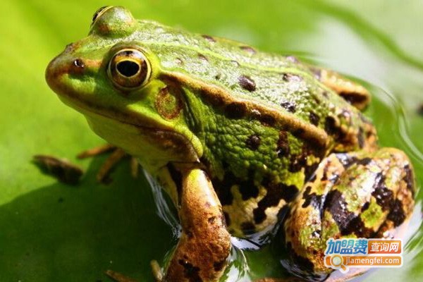 振农9号青蛙养殖加盟费